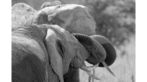 Elephant cuddle2