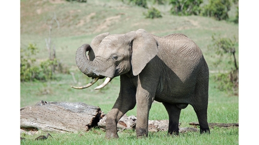 Ele in Ol Pejeta