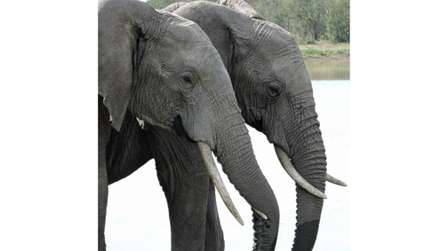 Elephant pair