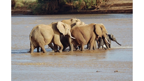 Elephants crossing Ewaso Ng'iro