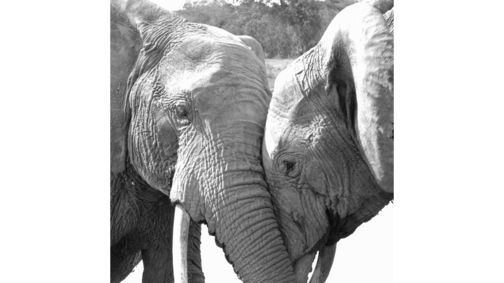 Elephant Love2