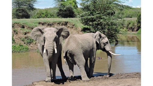 Eles & Hippos
