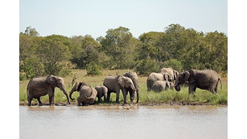 Herd at Elephant Dam
