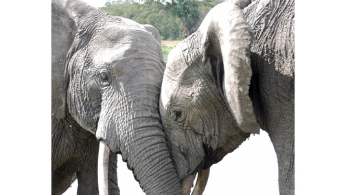 Loving Elephants